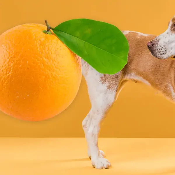 Can Dogs Eat Orange