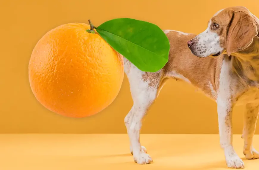 Can Dogs Eat Orange