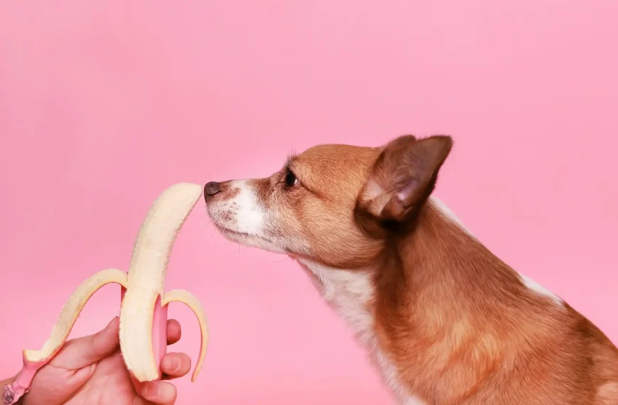 can dog eat banana